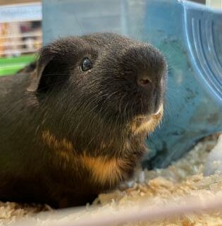 Mocha Guinea pig in a cage