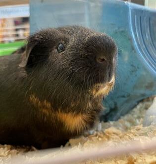 Mocha Guinea pig in a cage