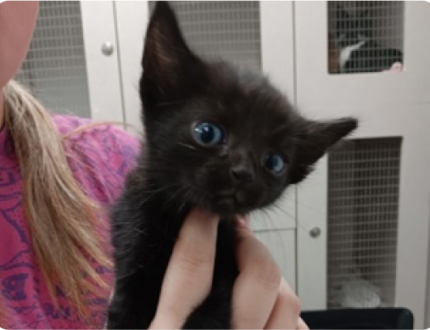 image-63 Close-up photograph of a black kitten with blue eyes being held by a woman