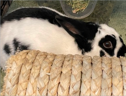 Ozwald A black and white bunny making direct eye contact with the camera