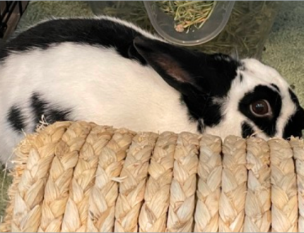 Ozwald A black and white bunny making direct eye contact with the camera