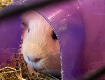 Parscila A beige guinea pig